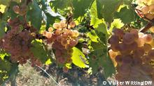 Održivo vinogradarstvo s novim sortama loze