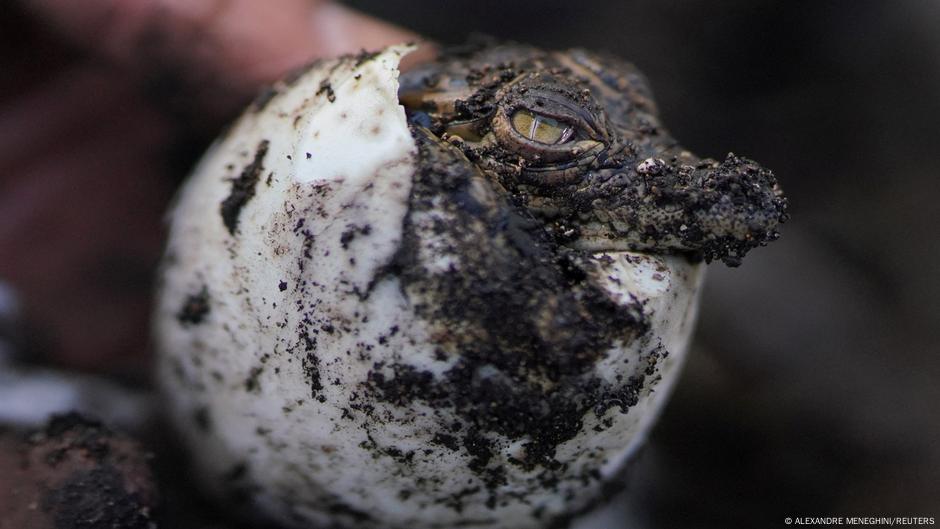 Cocodrilos cubanos en peligro de extinción | Todos los contenidos | DW |  