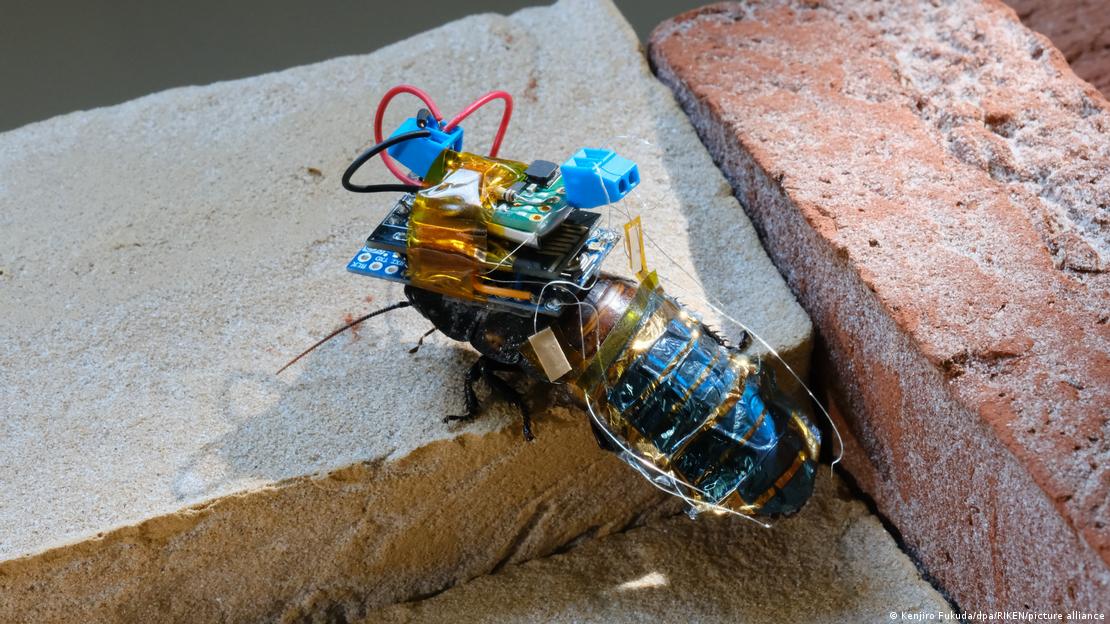 Cucaracha cíborg.