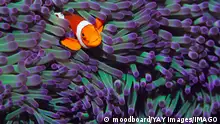 Clown fish hiding among sea anenomies , 10019568.jpg, Bright colors, One animal, Clownfish, Animals, Underwater, Wildlife, Nobody, Photography, amphiprion, clownfishes, Damselfish, fishes, Fish, clown fish, anemonefish, Pomacentridae, Amphiprioninae, clown anemone, anemonefishes, anemone fishes, anemone fish, damselfish, beneath the water, under water, underwater scene, submerged, aquatic, lone, 1, single animal, one, wild, wild animal, nature, Natural world, brilliant, brilliance, brightness, brightly coloured, bright colour, bright color, colours, colors, vibrant, colourful, vivid, colorfull, brightly colored, colour, colorful, bright, Color, Bright colours,