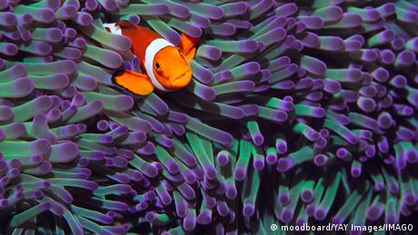 A Clownfisch swimming among anenomies