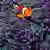 A Clownfisch swimming among anenomies