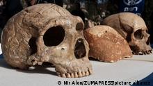 Científicos revelan diferencias clave entre cerebros de humanos modernos y de neandertales