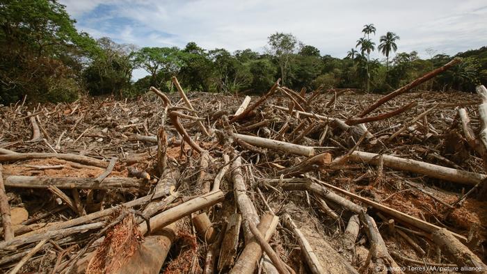 La agricultura impulsa más del 90 % de la deforestación tropical | Ciencia  y Ecología | DW | 11.09.2022