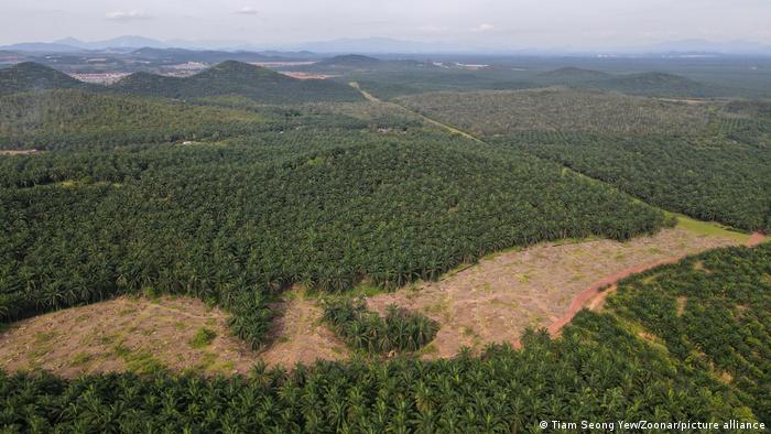 Vista aérea del desbroce de una explotación de aceite de palma en Malasia para su replantación.