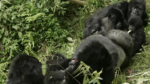 Gorillas in Ruanda Flash-Galerie