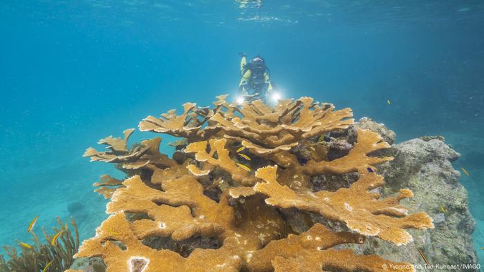 El coral cuerno de alce (Acropora palmata).