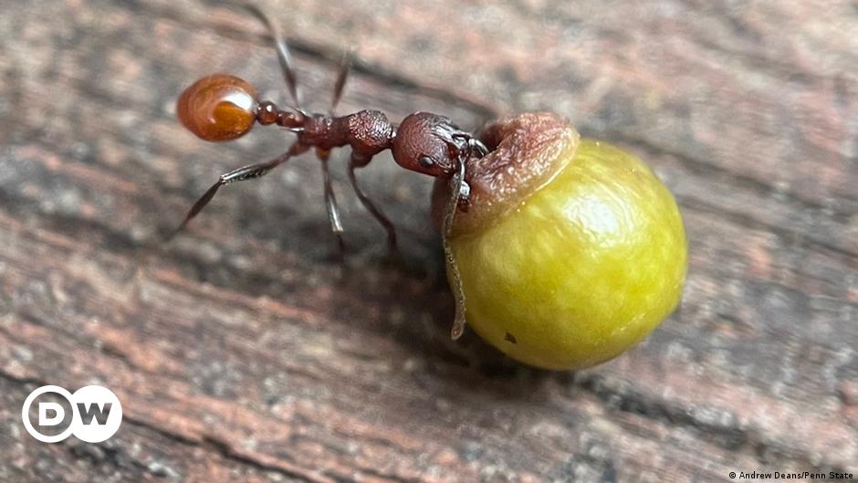 Observing an eight-year-old leads to discovery of interaction between ants and wasps |  Science and Ecology |  Dr..