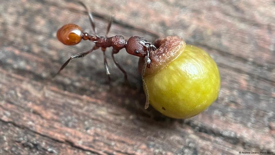 Observing an eight-year-old leads to discovery of interaction between ants and wasps |  Science and Ecology |  Dr..