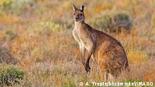 Rotes Riesenkaenguru Macropus rufus, Megaleia rufa, steht in einer Strauchlandschaft, Australien, Suedaustralien red kangaroo, plains Kangaroo, blue flier Macropus rufus, Megaleia rufa, standing in a shrubland, Australia, Suedaustralien BLWS671087 *** Red Riesenkaenguru Macropus rufus, Megaleia Rufa , is in a shrub landscape, Australia, South Australia Red kangaroo, Plains kangaroo, Blue flier Macropus rufus, Megaleia Rufa , standing in a shrubland, Australia, South Australia BLWS671087 Copyright: xblickwinkel/A.xTreptex