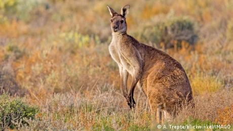 Australien | Rotes Riesenkänguru