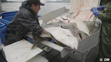Chancen für Alaskas Fischer – Sanktionen gegen Russland
