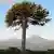Chile deba pagar indemnización de 60.000 dólares a Carlos Baraona, defensor de árboles milenarios 