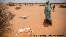 14.04.2022
IMAGO Nature: Unsere Erde, Klimawandel, Dürren April 14, 2022, Dollow, Jubaland, Somalia: A child displaced by drought walks past the rotting carcasses of goats which died from hunger and thirst on the outskirts of Dollow, Somalia. Dollow Somalia - ZUMAs197 20220414_zab_s197_141 Copyright: xSallyxHaydenx