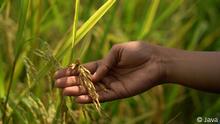 Gentechnik als Weg für nachhaltige Lebensmittelproduktion
