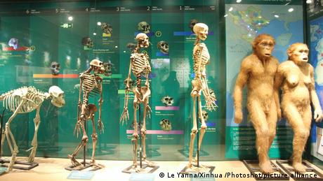 Photo taken on Aug. 29, 2015 shows the presentation of the evolution stages of human beings in Vietnam National Musuem of Nature in Hanoi, Vietnam.