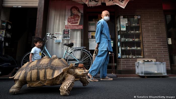 Hisao Mitani camina por la calle con su tortuga africana, a la que llama Bon-Chan, en Tokio, Japón