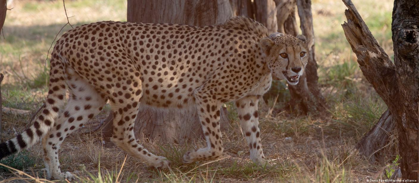 Chernigovdagi iflos jinsiy aloqa