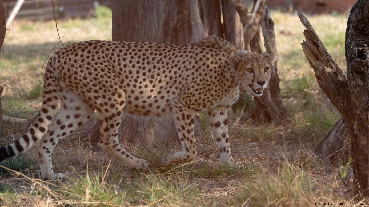 India reintroduces cheetahs into the wild – DW – 09/17/2022