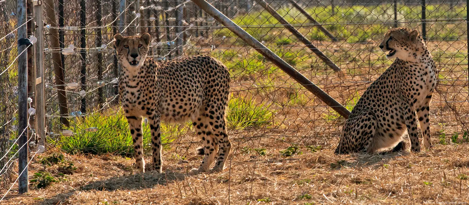 Cheetahs make a comeback to India – DW foto