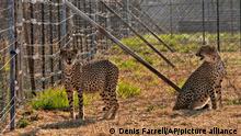 Two cheetahs are seen inside a quarantine section before being relocated to India next month, at a reserve near Bella Bella, South Africa, Sunday, Sept. 4, 2022. South African wildlife officials have sent four cheetahs to Mozambique this week and plan to send more cheetahs to India next month. (AP Photo/Denis Farrell)