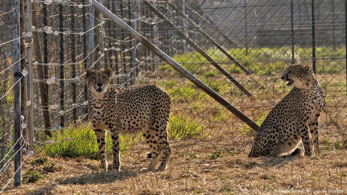 Two cheetahs in a larger fence