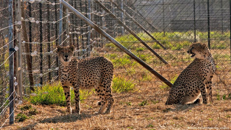 Cheetahs make a comeback to India, fingers crossed | Asia | An in-depth look at news from across the continent | DW - Vimarsana News
