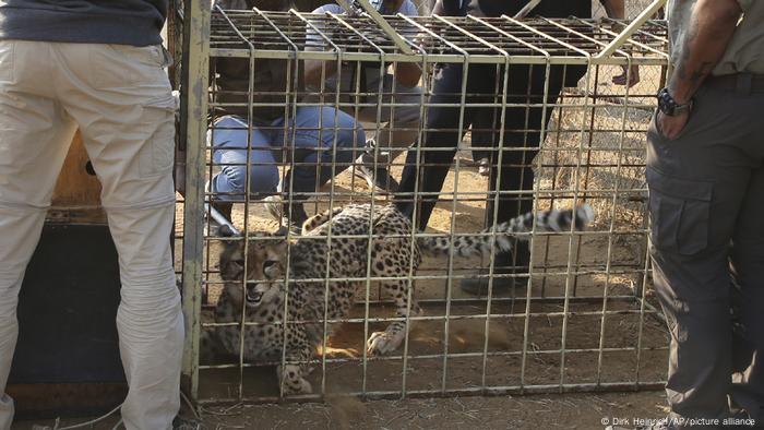 Cheetah in a transport cage