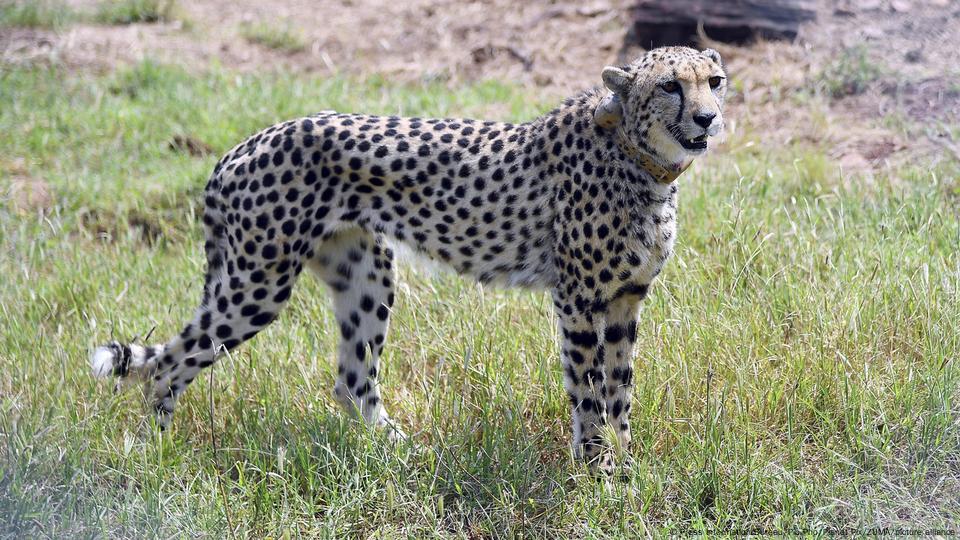 Cheetah Enemies Predators