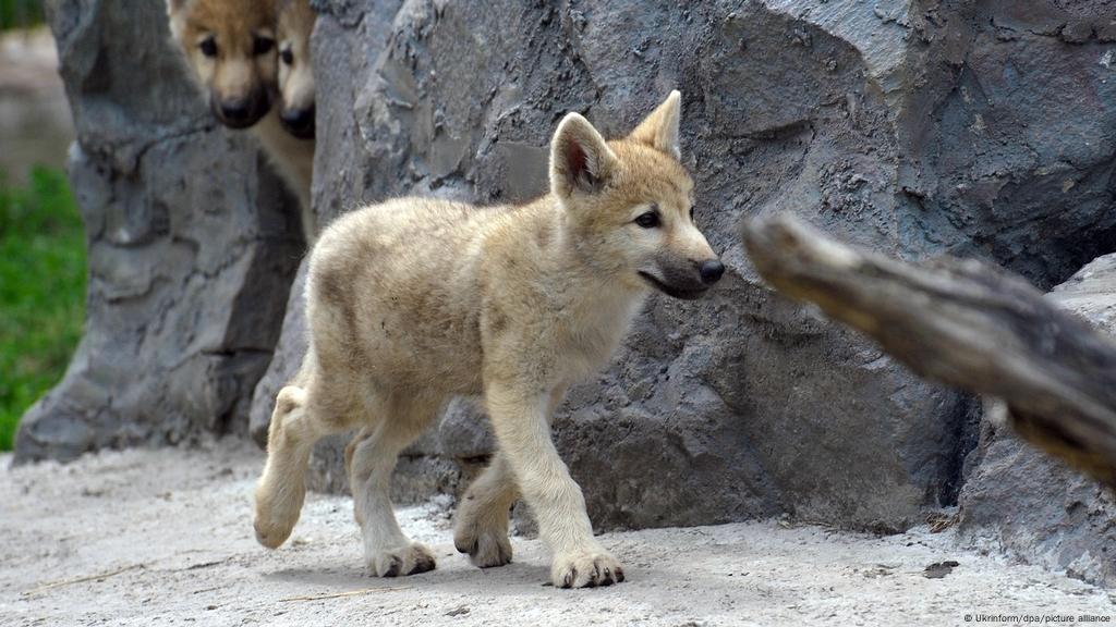 China anuncia primer lobo salvaje ártico clonado