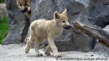 07.07.2022
Ein Wurf Polarwölfe bewohnt das Gehege des Podilskyi Zoos. +++ dpa-Bildfunk +++