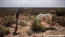 12.02.2022
A horse is pictured on the land of 65-year-old farmer Molla al-Rached, in the village of Ras al-Bisha in southern Iraq on February 12, 2022, where the confluence of the Tigris and Euphrates rivers, the Shatt al-Arab, empties into the Gulf. - The Tigris is one of Iraq's two big rivers that gave birth to the ancient empires of Sumer and Babylonia and are said to have watered the biblical Garden of Eden. Today, it is dying.Human activity and climate change have choked the once mighty stream that, with its twin the Euphrates, brought to life the civilisations of Mesopotamia thousands of years ago. (Photo by Ayman HENNA / AFP)