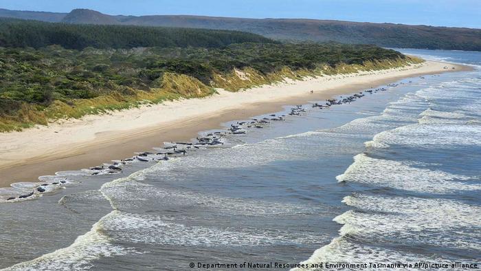Australia: varamiento masivo de ballenas en una playa remota de Tasmania.