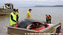 Rescuers release a stranded pilot whale back in the ocean at Macquarie Heads, on the west coast of Tasmania on September 22, 2022. - About 200 pilot whales have perished after stranding themselves on an exposed, surf-swept beach on the rugged west coast of Tasmania. (Photo by Glenn NICHOLLS / AFP) (Photo by GLENN NICHOLLS/AFP via Getty Images)