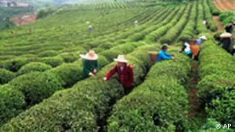 Teeplantage in China