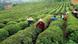Workers pick tea leaves at a plantation in Guzhang County in central China's Hunan Province, Monday, May 28, 2001. (AP Photo/Xinhua, Long Hongtao) Workers pick tea leaves at a plantation in Guzhang County in central China's Hunan Province, Monday, May 28, 2001. (AP Photo/Xinhua, Long Hongtao)