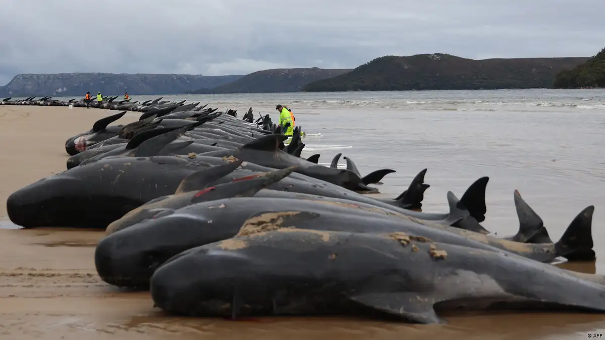 Australia says about 230 pilot whales stranded in Tasmania, half feared dead