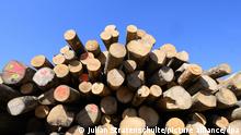 Holzstämme für den Gebrauch als Brennholz liegen auf den Betriebshof von Brennholz Friedrich. Durch den enormen Anstieg der Gaspreise setzen viele Menschen auf das Heizen mit Holz - das soll Geld sparen. Doch Experten warnen vor schädlichen Folgen, sowohl für die Gesundheit als auch für Klima und Umwelt. (zu dpa Es wird mehr Holz verheizt - doch das schadet Gesundheit und Umwelt) +++ dpa-Bildfunk +++