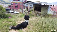 Kolumbien: Ein neues Heim für ausgesetzte Hunde
Beschreibung: Kolumbien: Aus Angst, sie könnten das Corona-Virus übertragen, wurden Tausende von Hunden ausgesetzt.
Rechte: Nur für diese Berichterstattung!
Copyright: DW
Bilder aus der DW-Sendung Global 3000