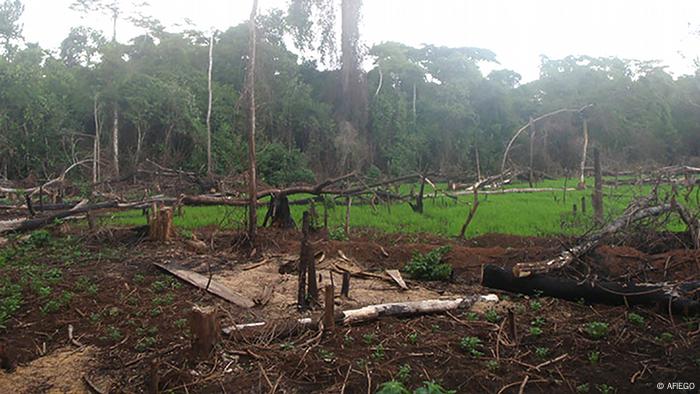 A cleared forest in Bugome, Uganda.