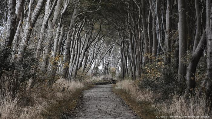 Wander- und Radweg, der durch den fast mystisch anmutenden Wald zwischen den Ortschaften Am Schwarzen Busch und Gollwitz entlang der nördlichen Osteeküste auf der Insel Poel liegt.