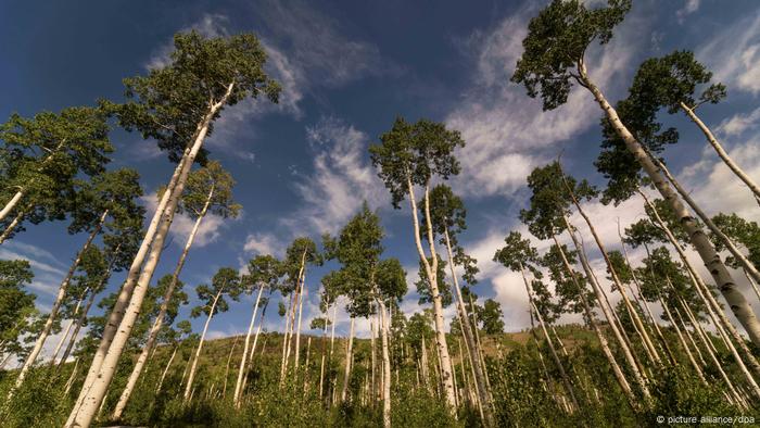 Como especie clave, el álamo temblón constituye la base de todo un ecosistema y sostiene a cientos de otras especies. 