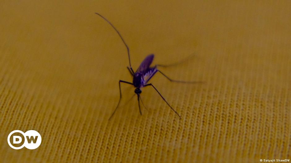 In Bolivien grassiert das Dengue-Fieber