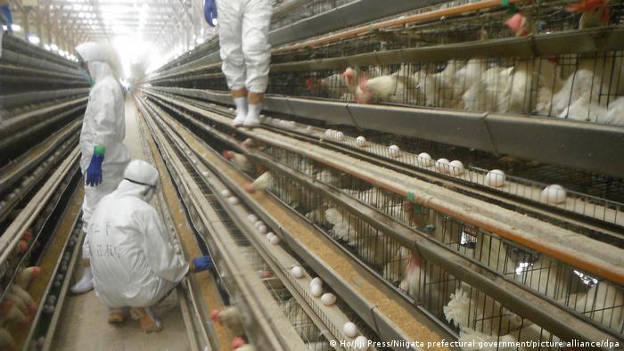 Un brote importante de gripe aviar afectó a varias granjas avícolas de una zona de Japón a hace casi siete años. (Archivo: 29.11.2016)