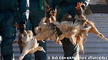 Inglaterra impone confinamiento de aves por gripe aviar