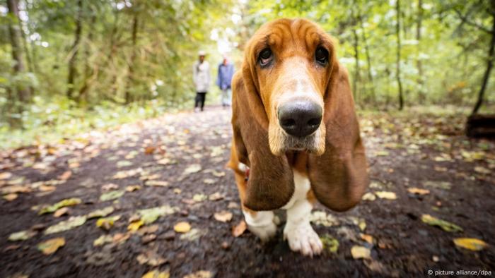 Un perro pasea por un bosque urbano en Bad Vilbel.