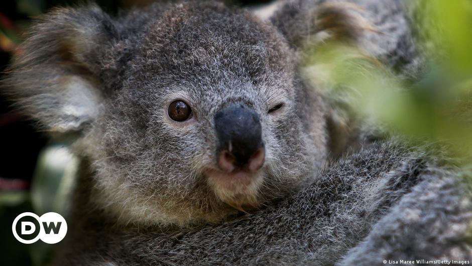 Chlamydien-Impfung für Koalas