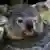 Close-up of a koala, who has one eye closed