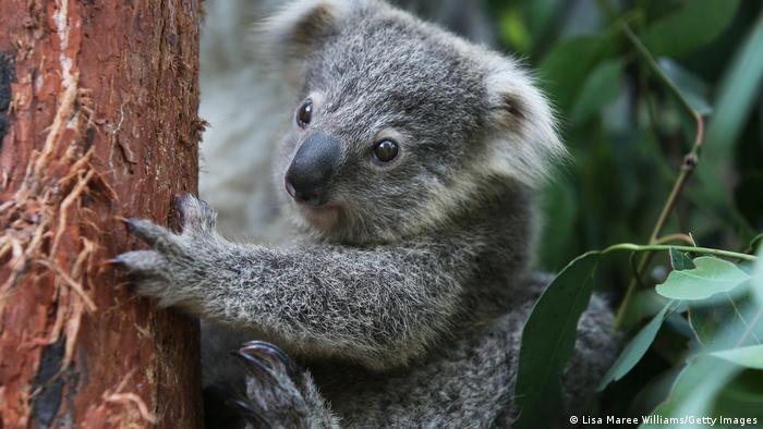 Australia Targets "Zero-Extinction" Plan to Save Endangered Species