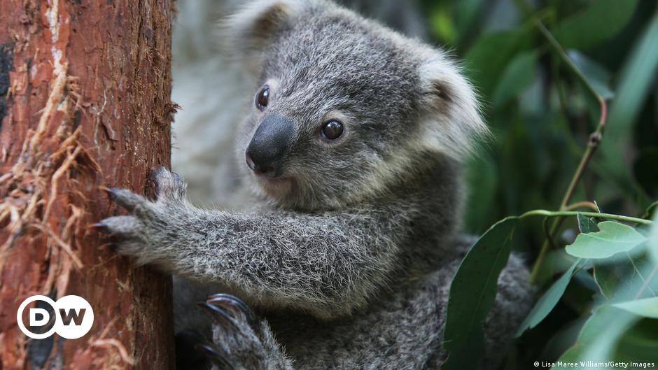 Australia wants to save koalas and wombats |  Current World |  DW